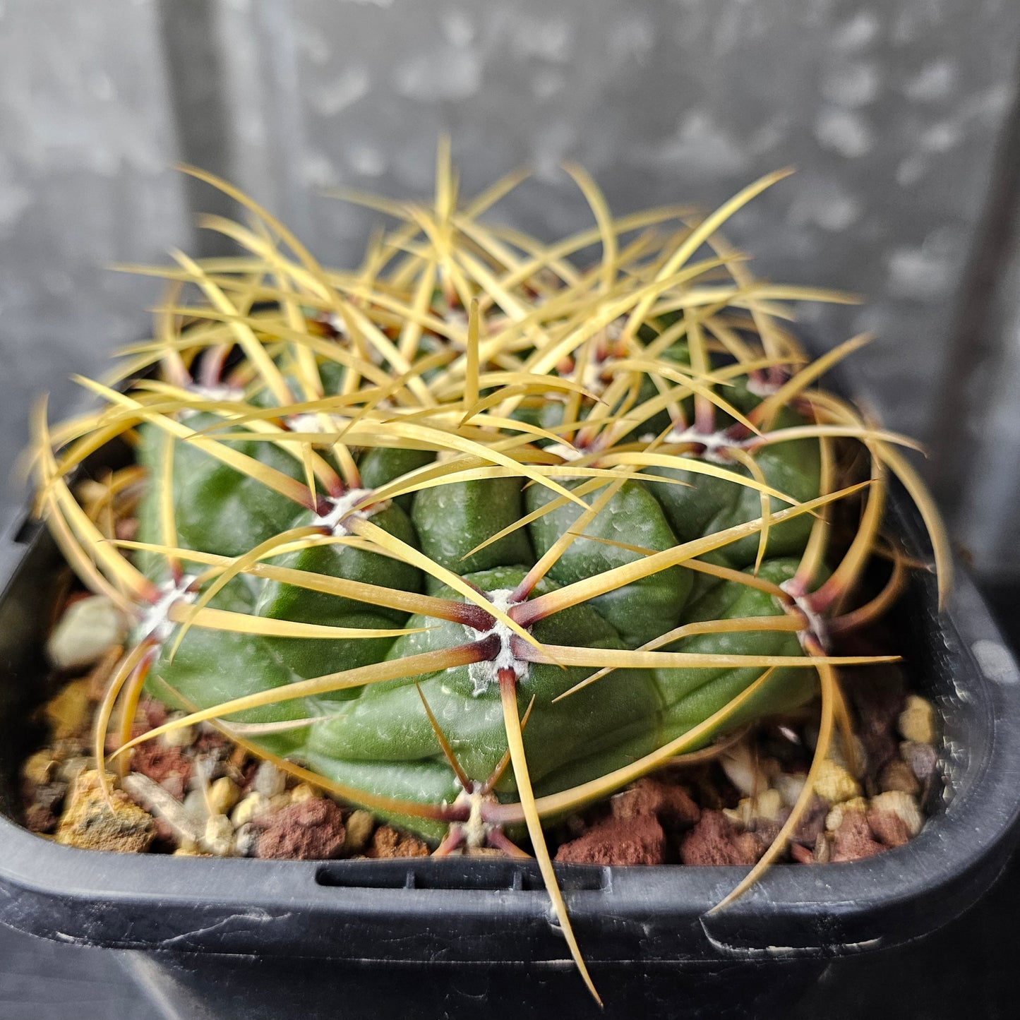 Gymnocalycium monvillei