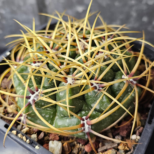 Gymnocalycium monvillei cactus with shiny dark green skin, deep notching and dense golden spines