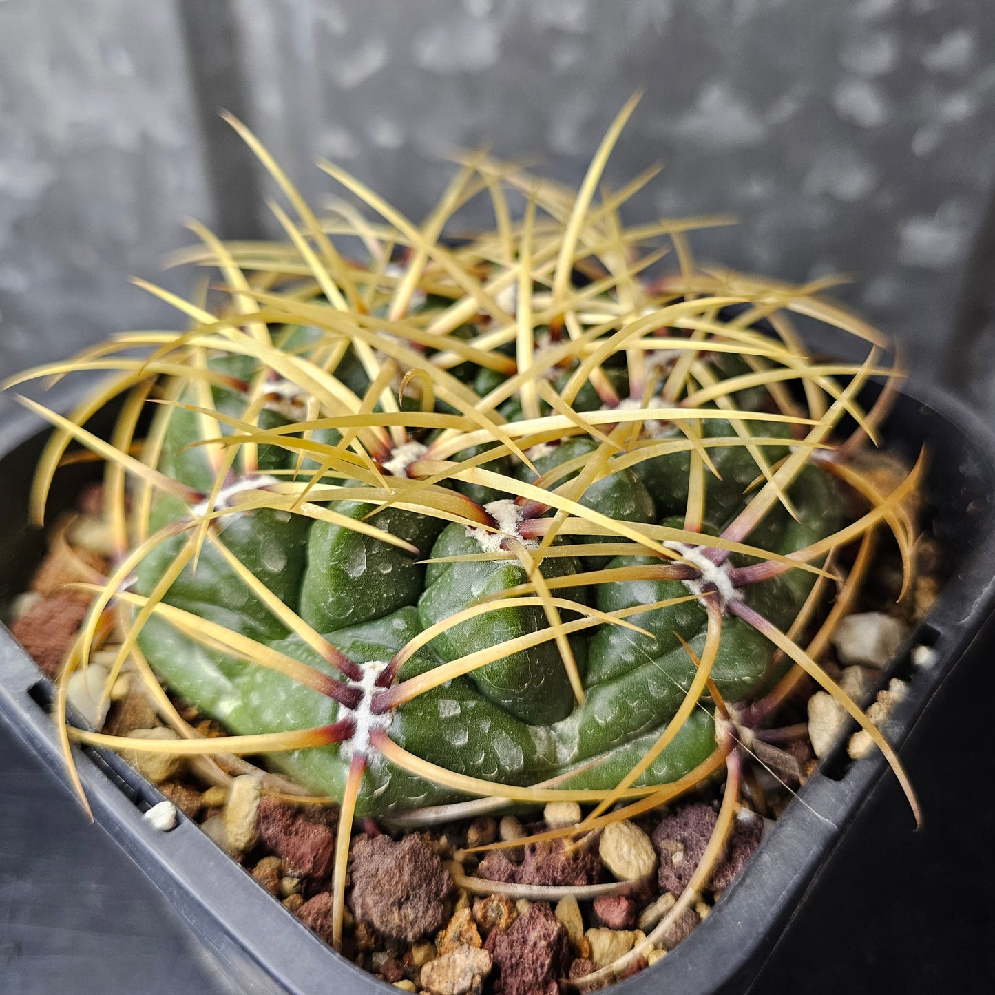 Gymnocalycium monvillei