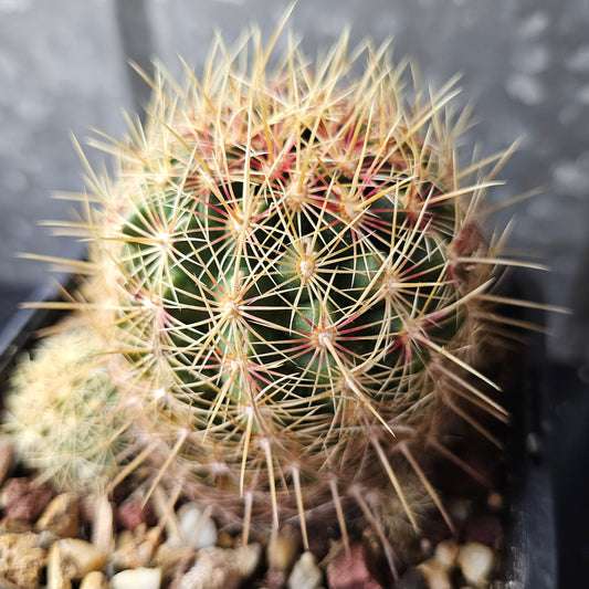 Thelocactus sp. cactus with heavy pink-tipped spines, basal pup and large seasonal flowers