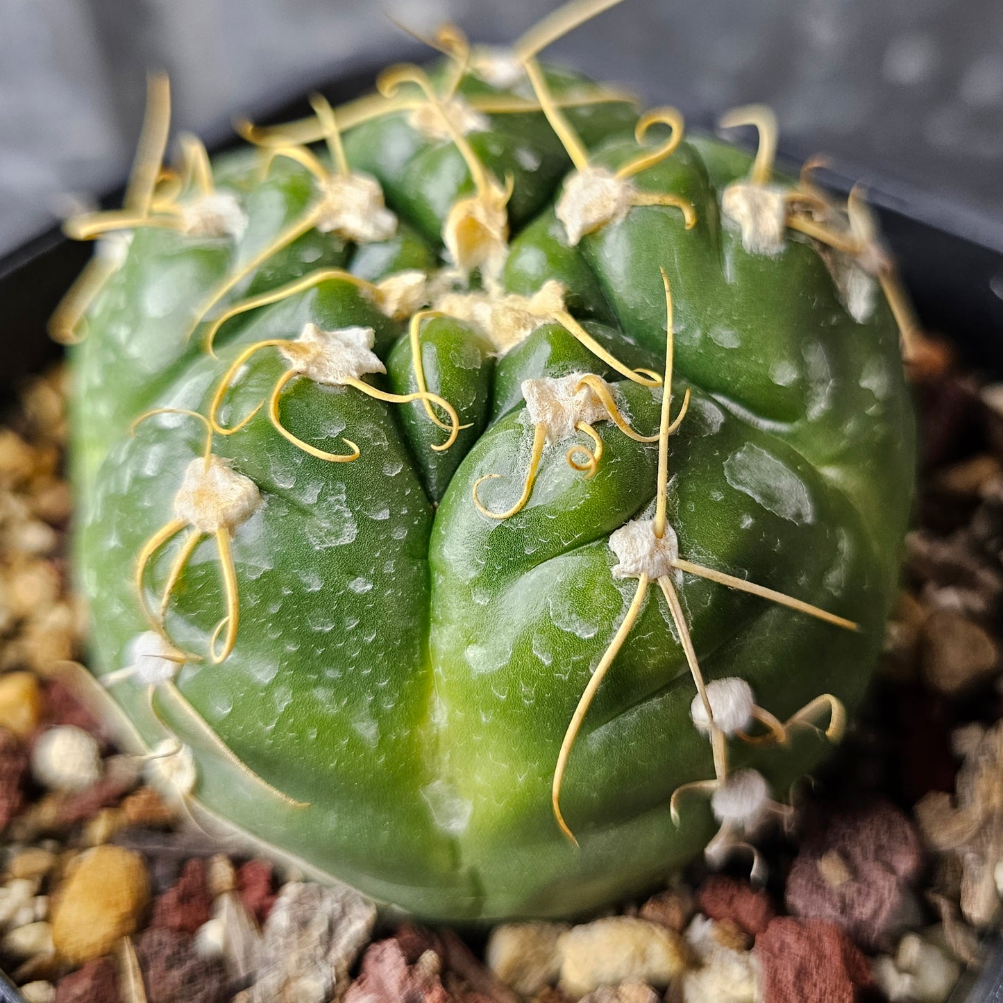 Gymnocalycium denudatum cactus with shiny round green body, squiggly spines and large flowers