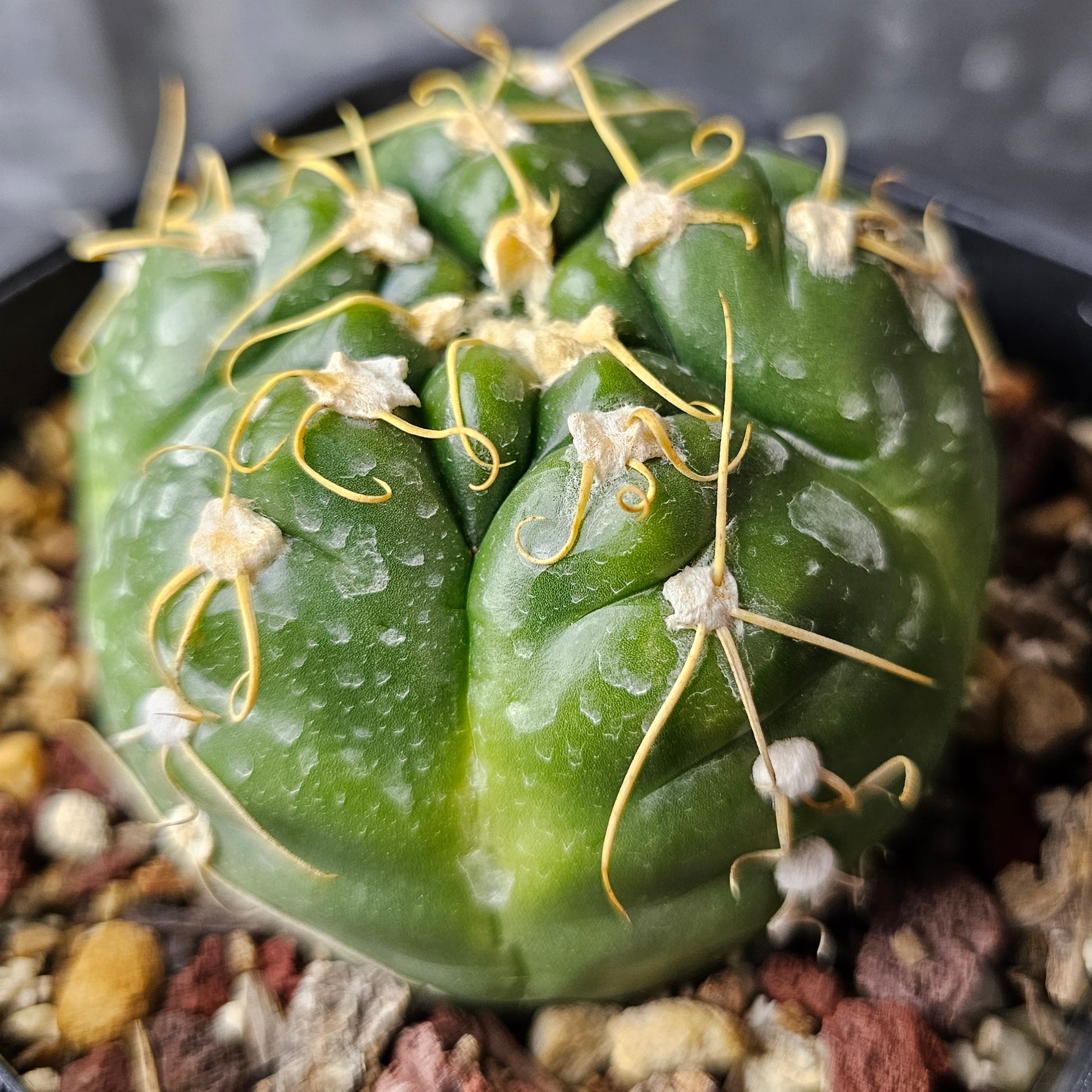 Gymnocalycium denudatum cactus with shiny round green body, squiggly spines and large flowers