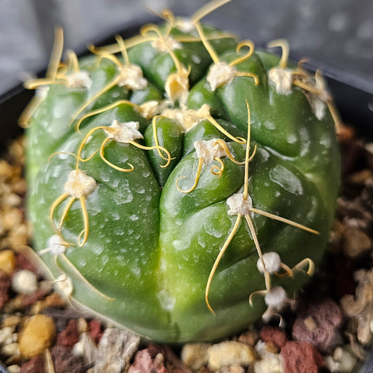 Gymnocalycium denudatum cactus with shiny round green body, squiggly spines and large flowers