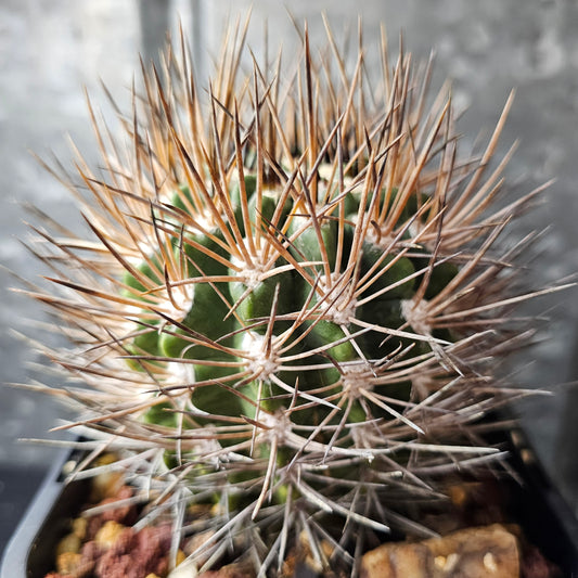 Neochilenia glaucescens cactus with heavy spines, mature body and relic-grade presence over 10 years old