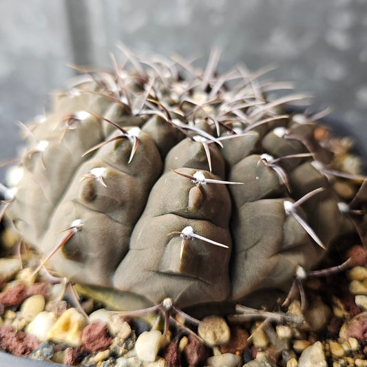 Gymnocalycium riojense cactus with deep coloured body, short spines, textured skin and large slow-grown form