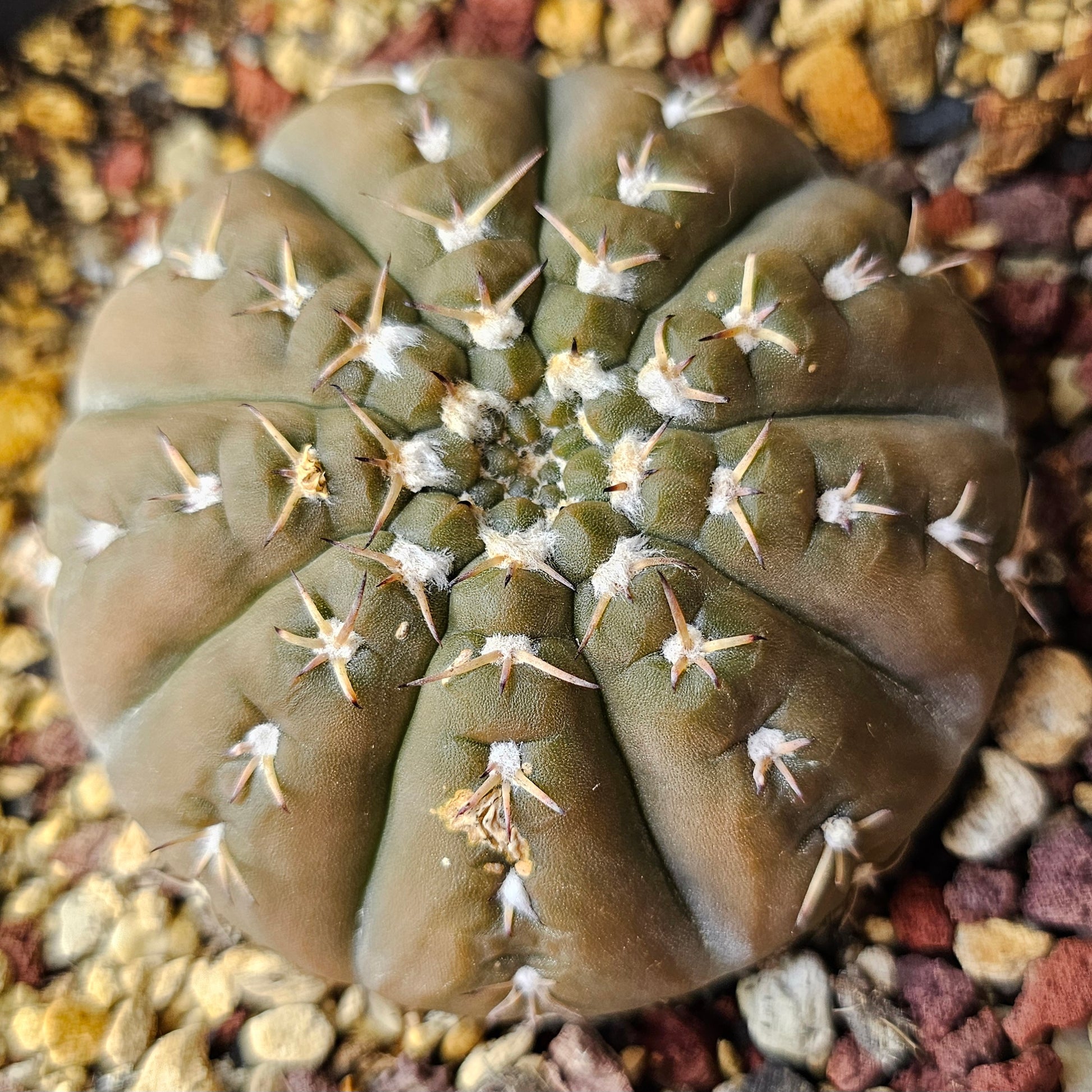 Gymnocalycium platygona cactus with flattened disc body, short spines, textured skin and subtle wool highlights