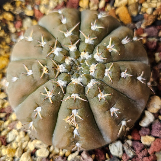 Gymnocalycium platygona cactus with flattened disc body, short spines, textured skin and subtle wool highlights