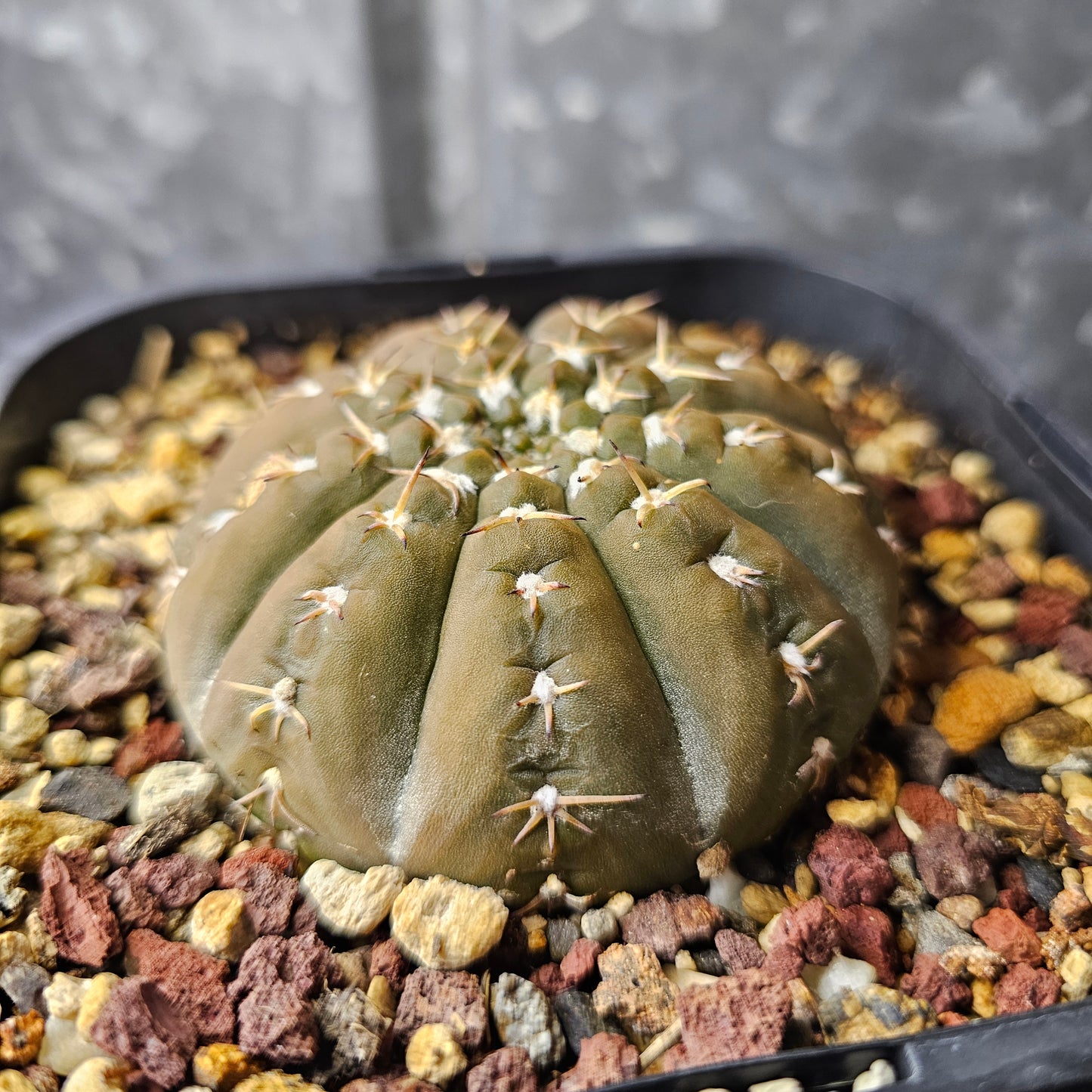 Gymnocalycium platygona