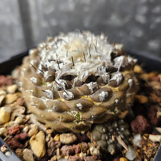 Copiapoa hypogaea cactus, relic-grade with dense wool, chocolate-brown body, basal pups and aged patina over 10 years old