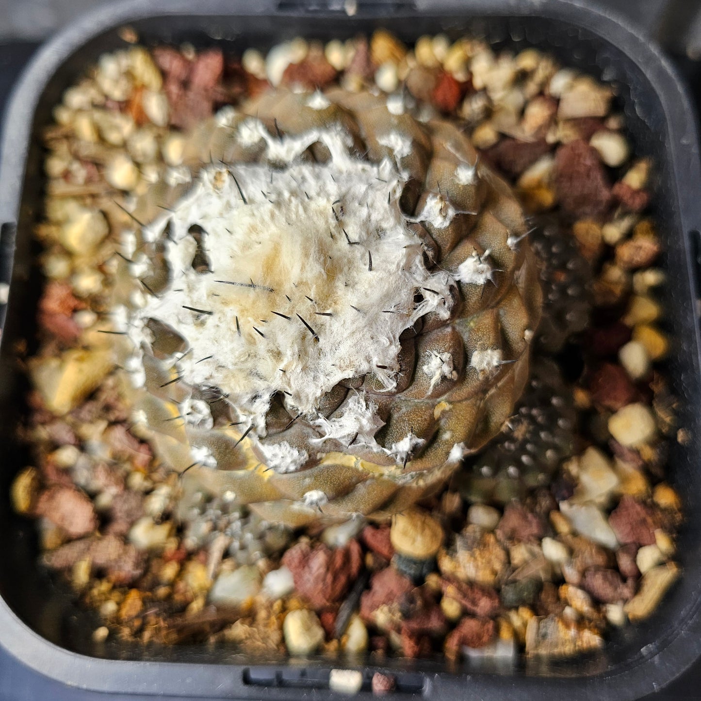 Copiapoa hypogaea