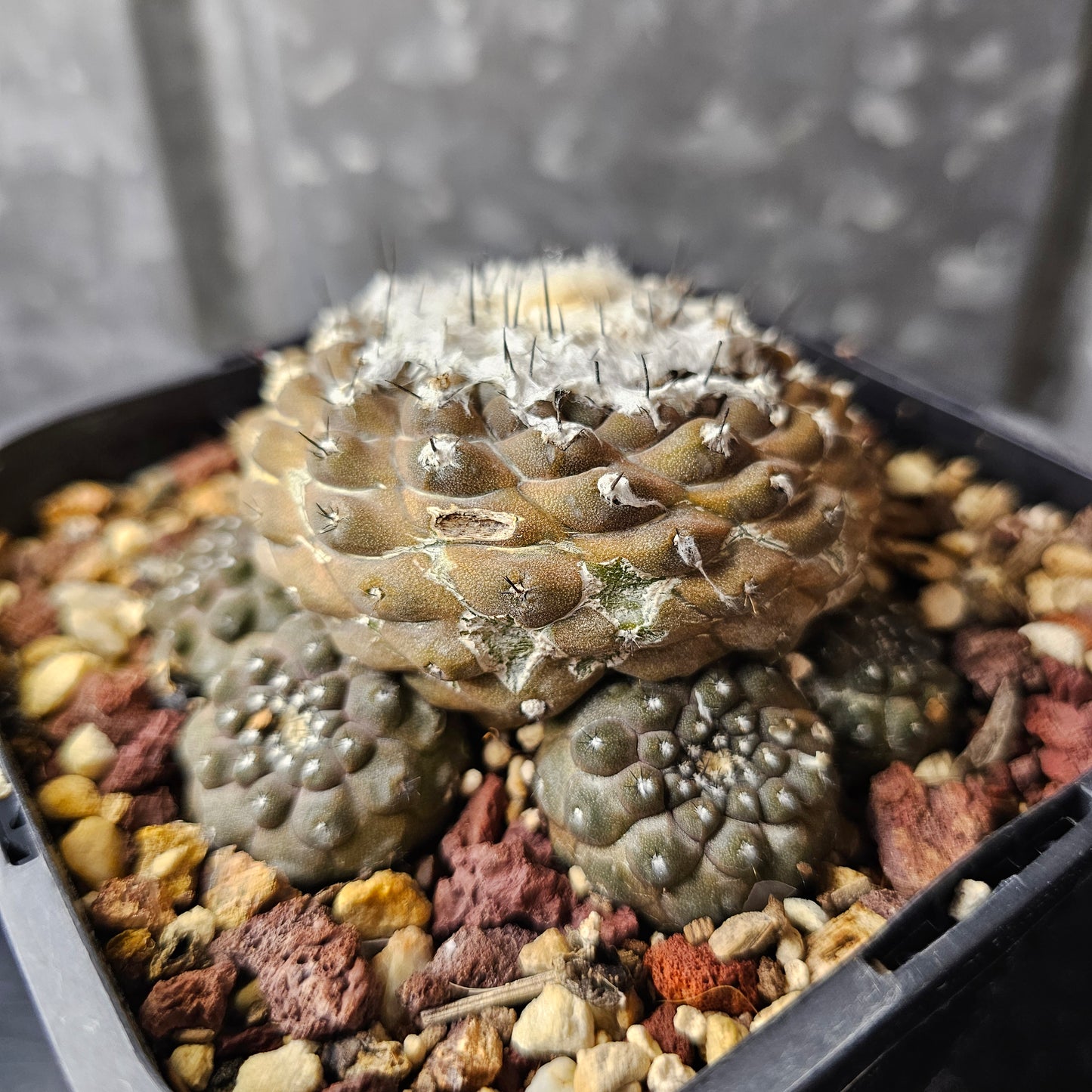 Copiapoa hypogaea
