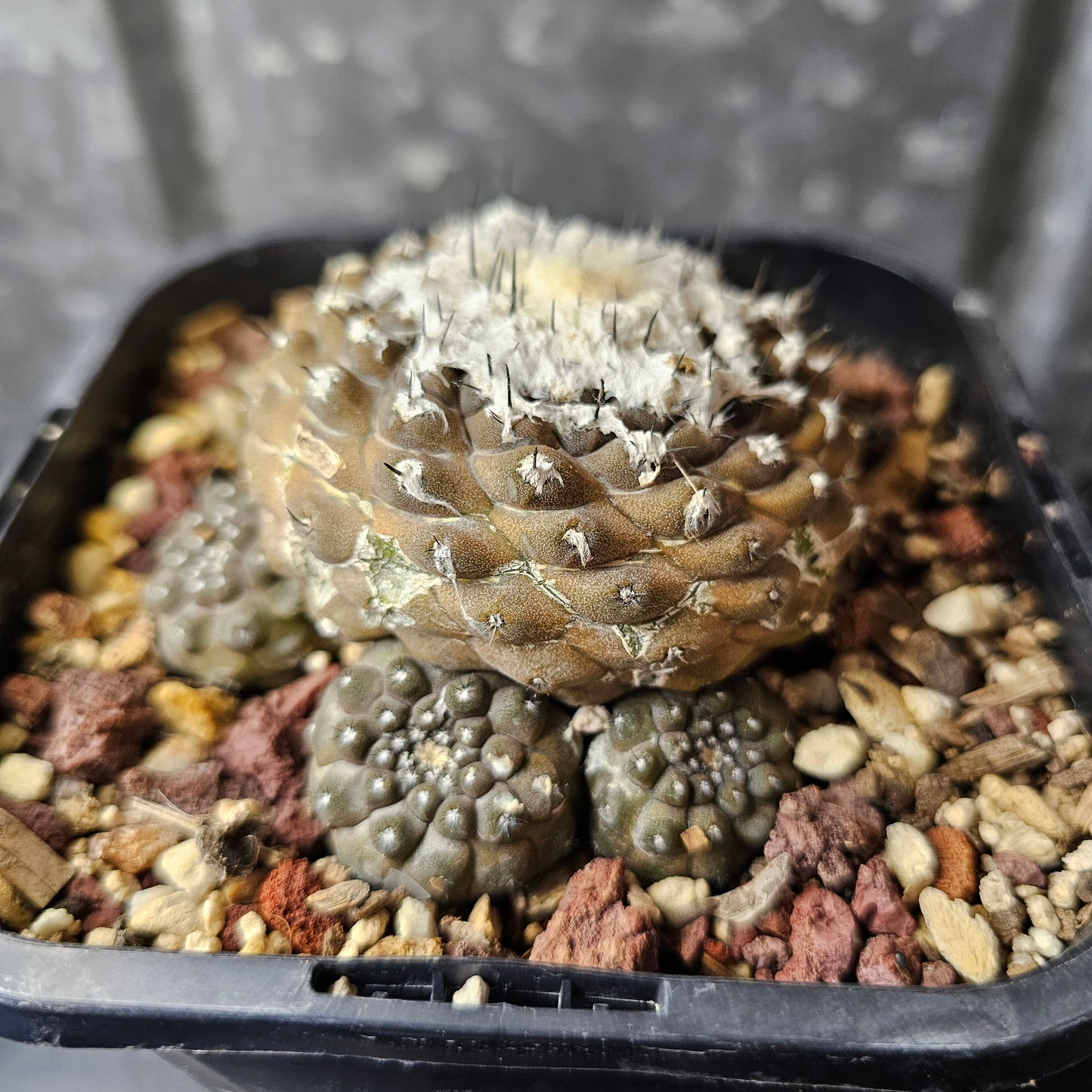 Copiapoa hypogaea