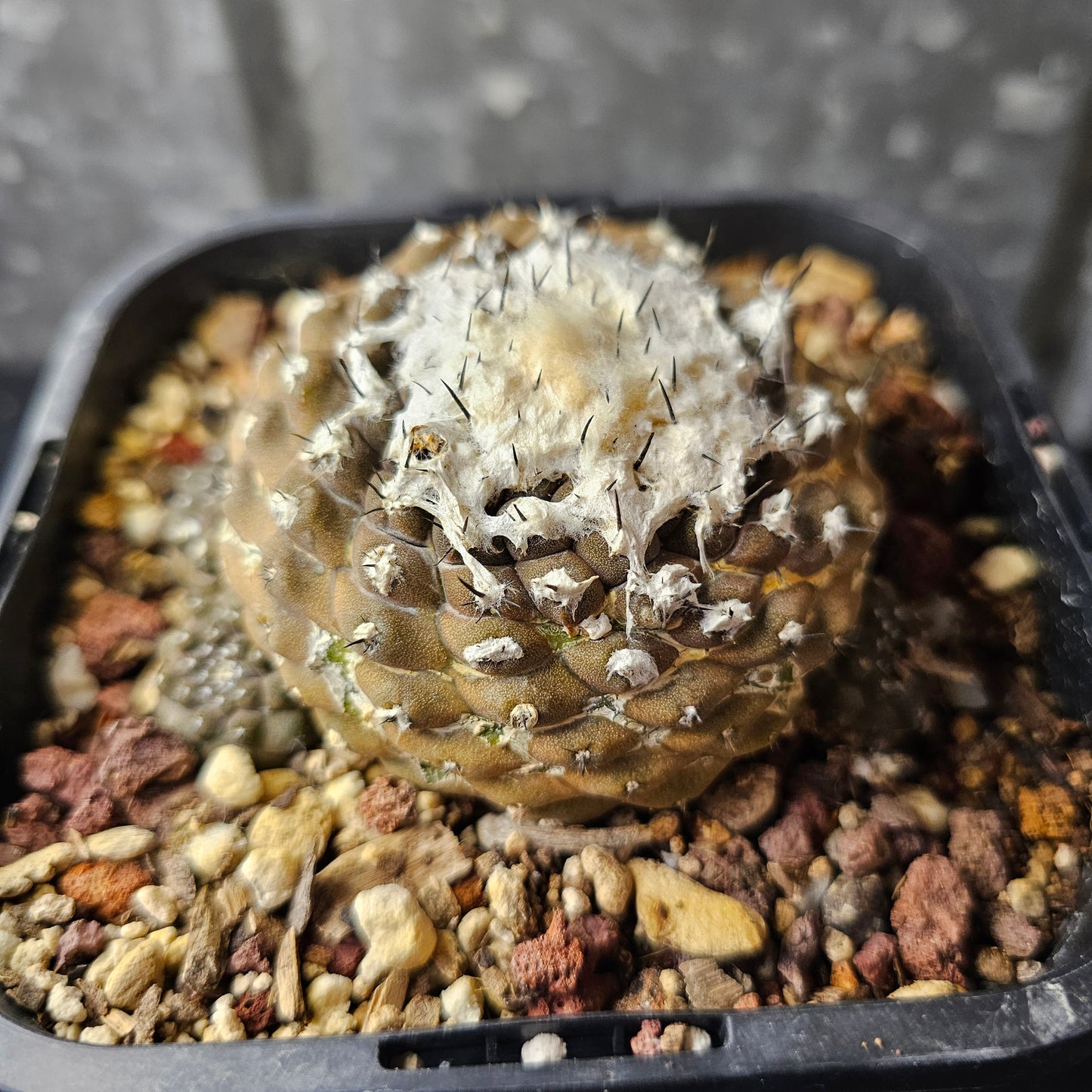 Copiapoa hypogaea