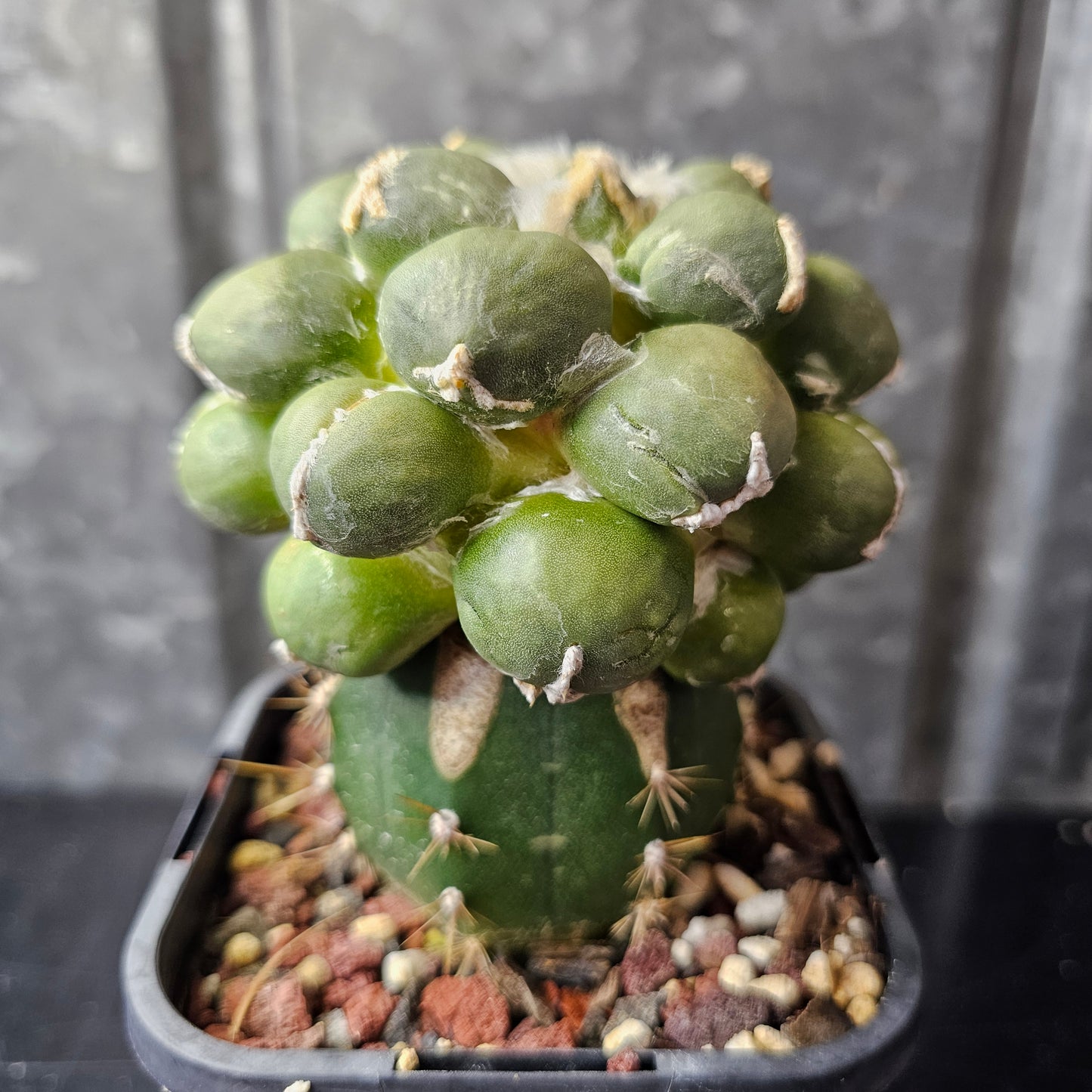 Ariocarpus cv. Maruibo