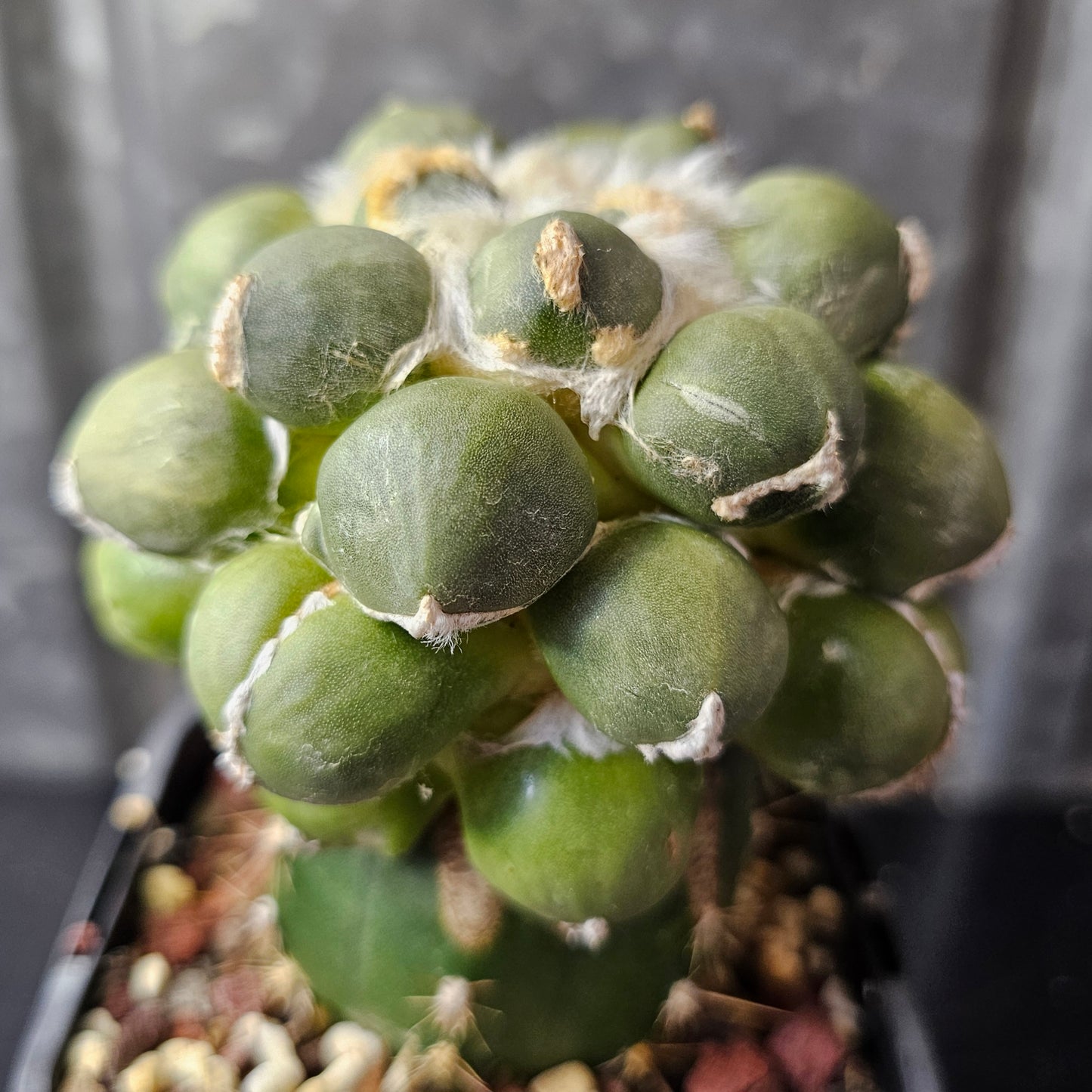 Ariocarpus cv. Maruibo