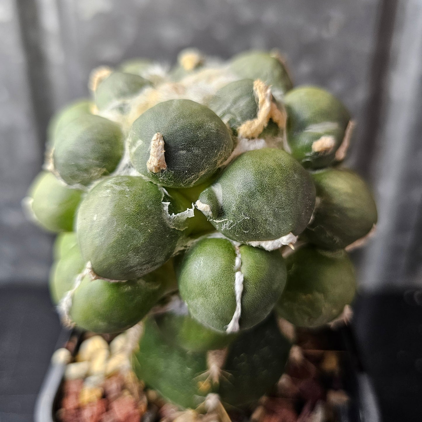 Ariocarpus cv. Maruibo
