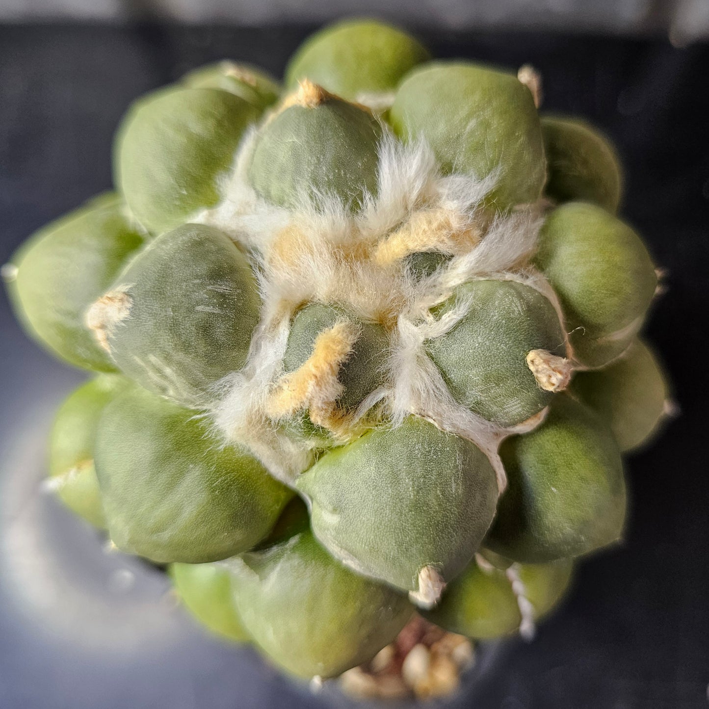 Ariocarpus cv. Maruibo
