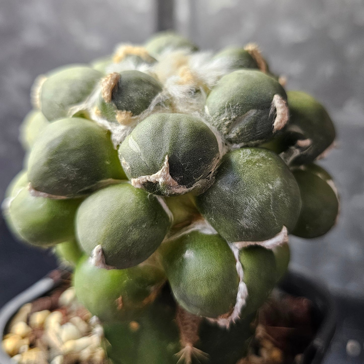 Ariocarpus cv. Maruibo cactus with short fat tubercles, clean fluffy wool and large showpiece size