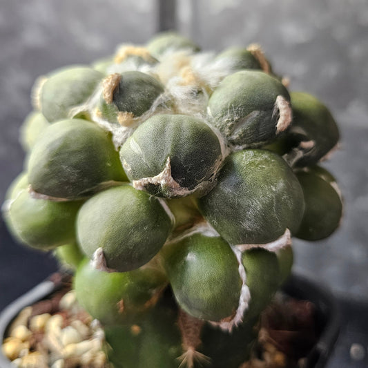 Ariocarpus cv. Maruibo cactus with short fat tubercles, clean fluffy wool and large showpiece size