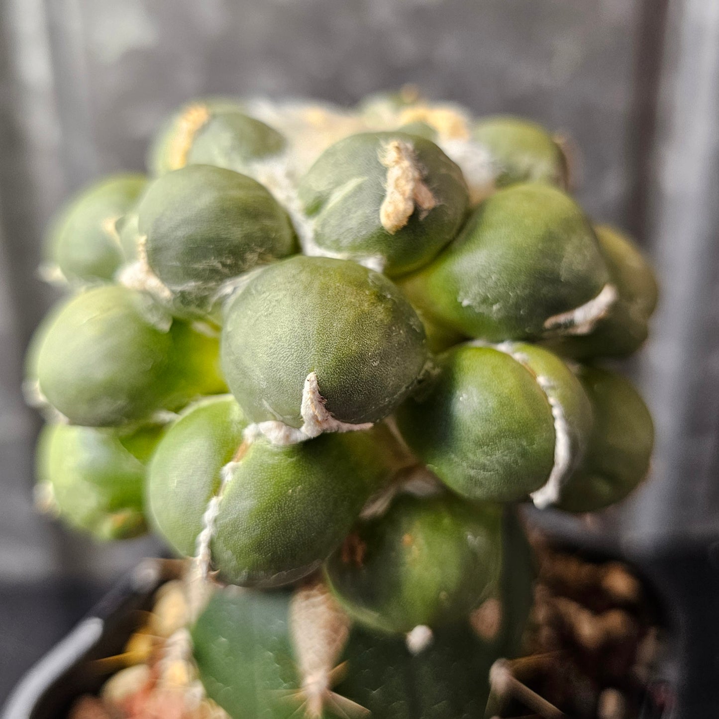 Ariocarpus cv. Maruibo