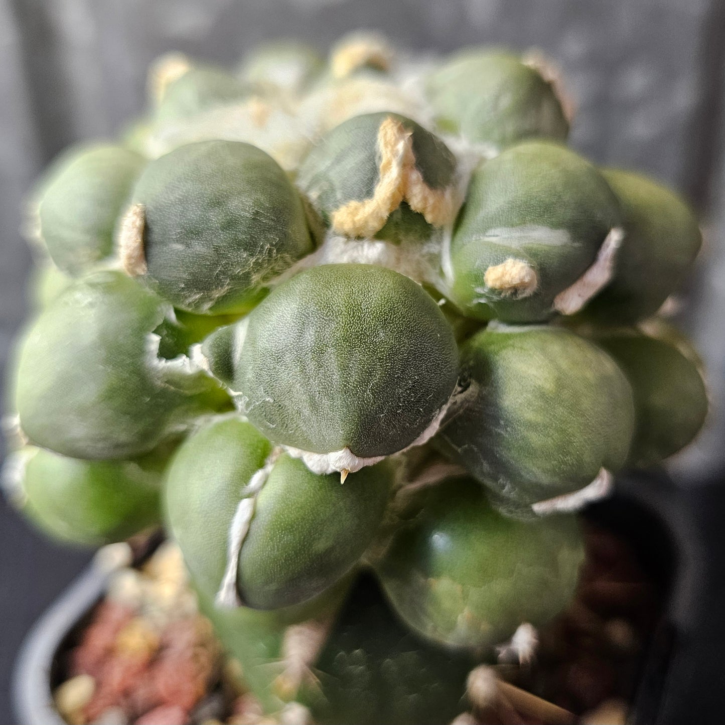 Ariocarpus cv. Maruibo