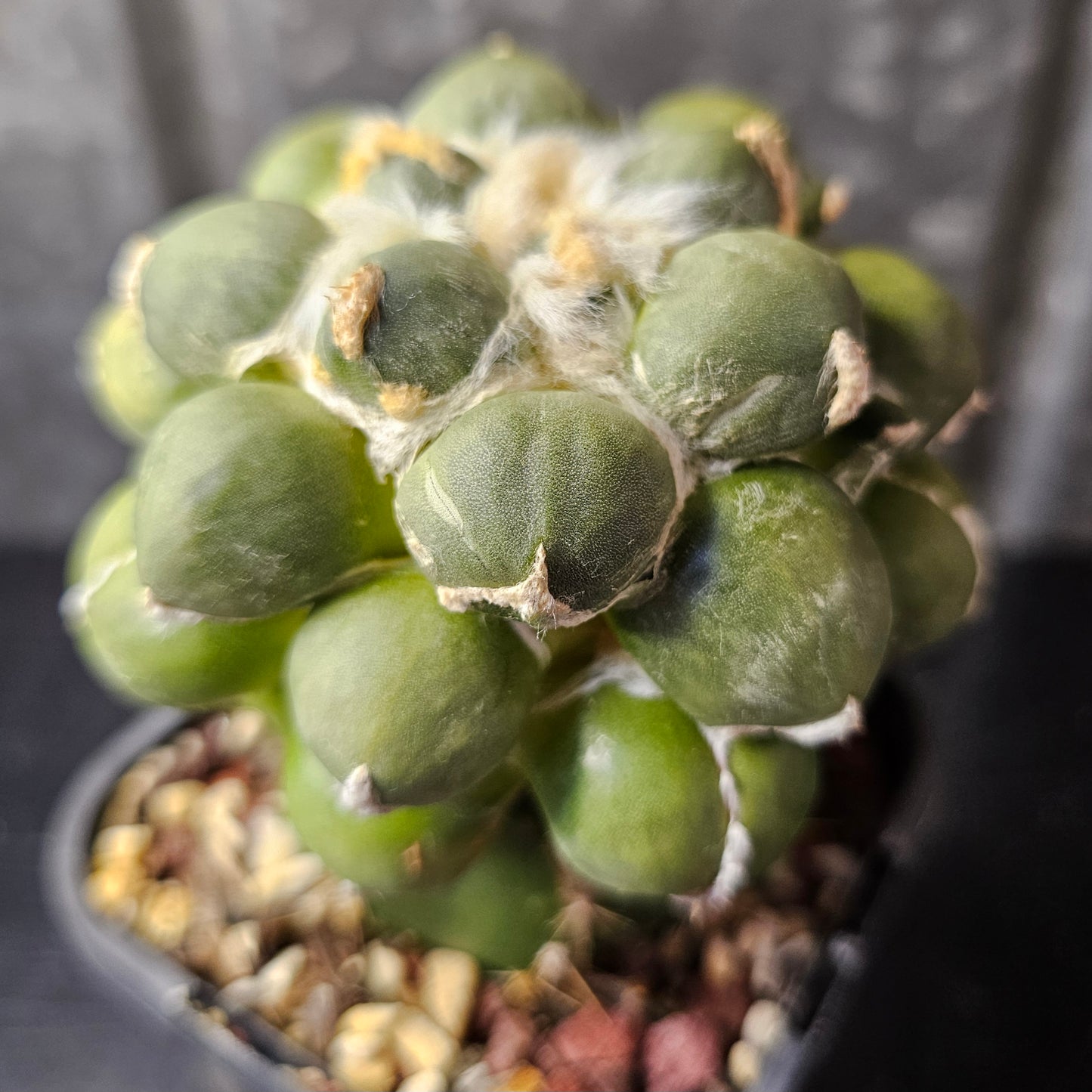 Ariocarpus cv. Maruibo