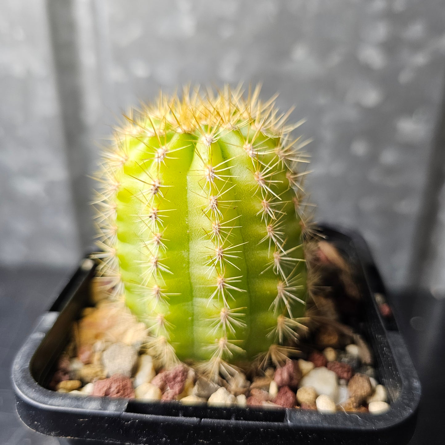 Echinopsis ‘Unterlagen’