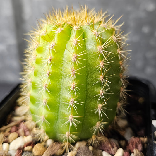 Echinopsis ‘Unterlagen’ cactus, rarely offered, large-growing, frost hardy to –5 °C, flowers shown are seed batch examples