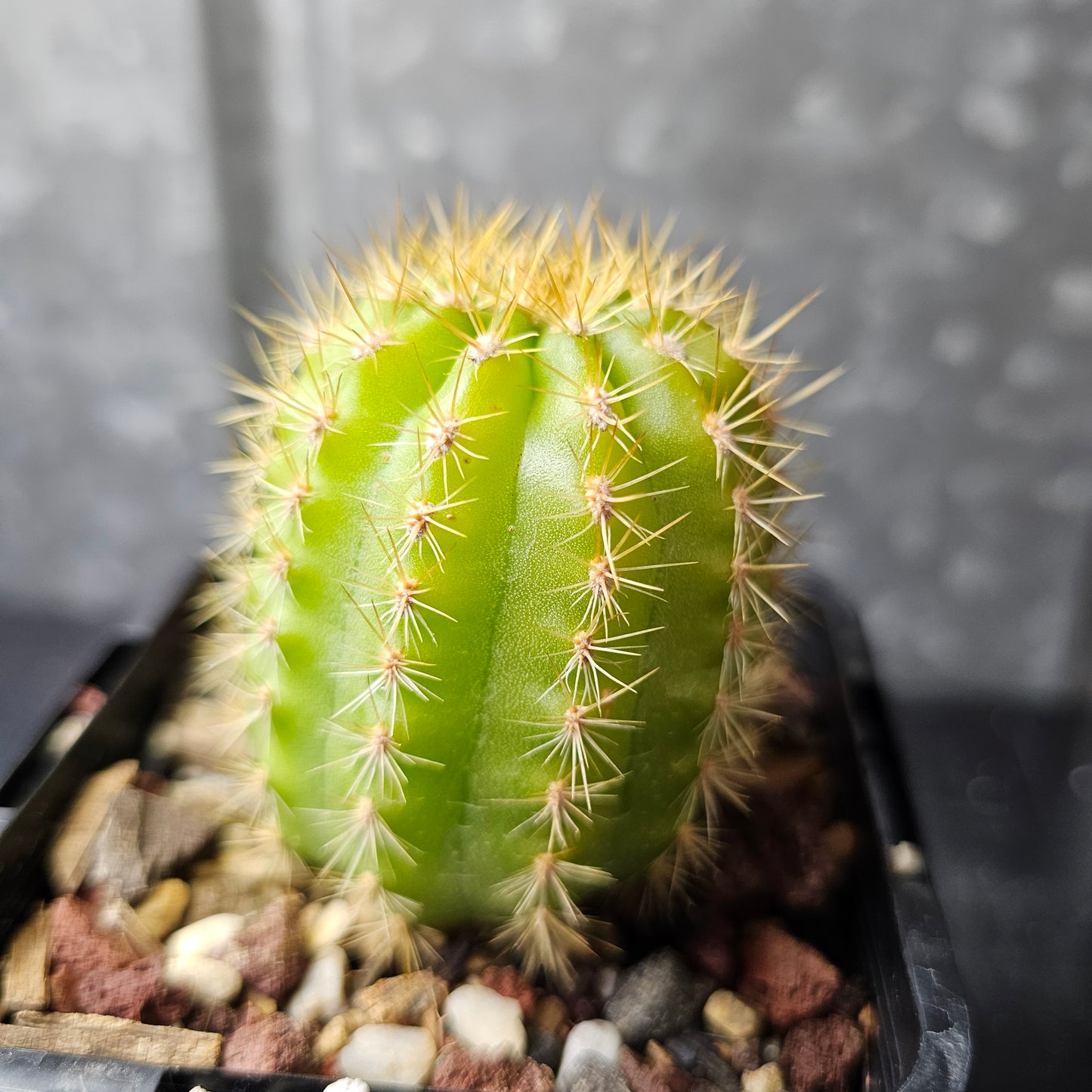 Echinopsis ‘Unterlagen’