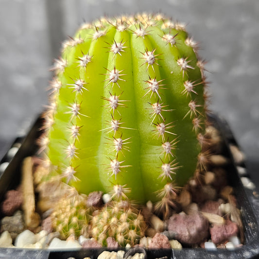 Trichocereus ‘Betty Boom’ × ‘Zelly 8’ cactus, grown from MK seed, strong grower, frost hardy.