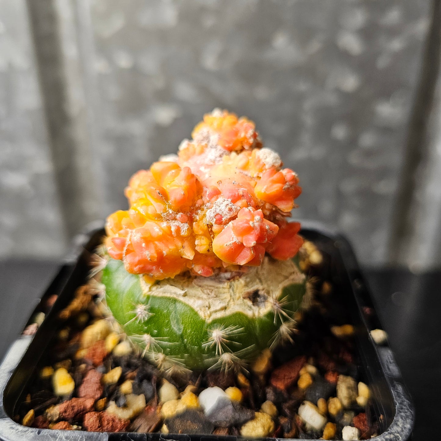 Astrophytum cv. Kikko Yoroi Fukuryu (Isolated Growth)