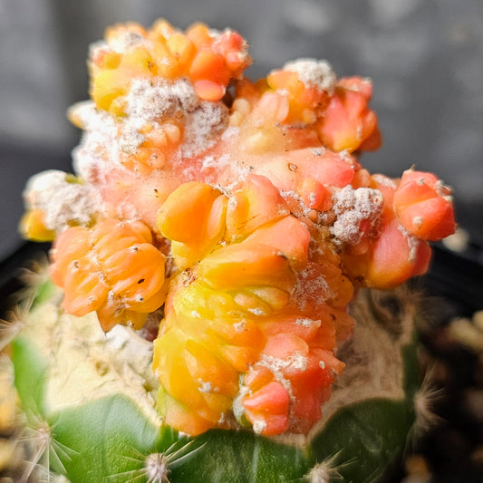 Astrophytum cv. Kikko Yoroi Fukuryu cactus with bright orange colour and mutant, freaky growth form