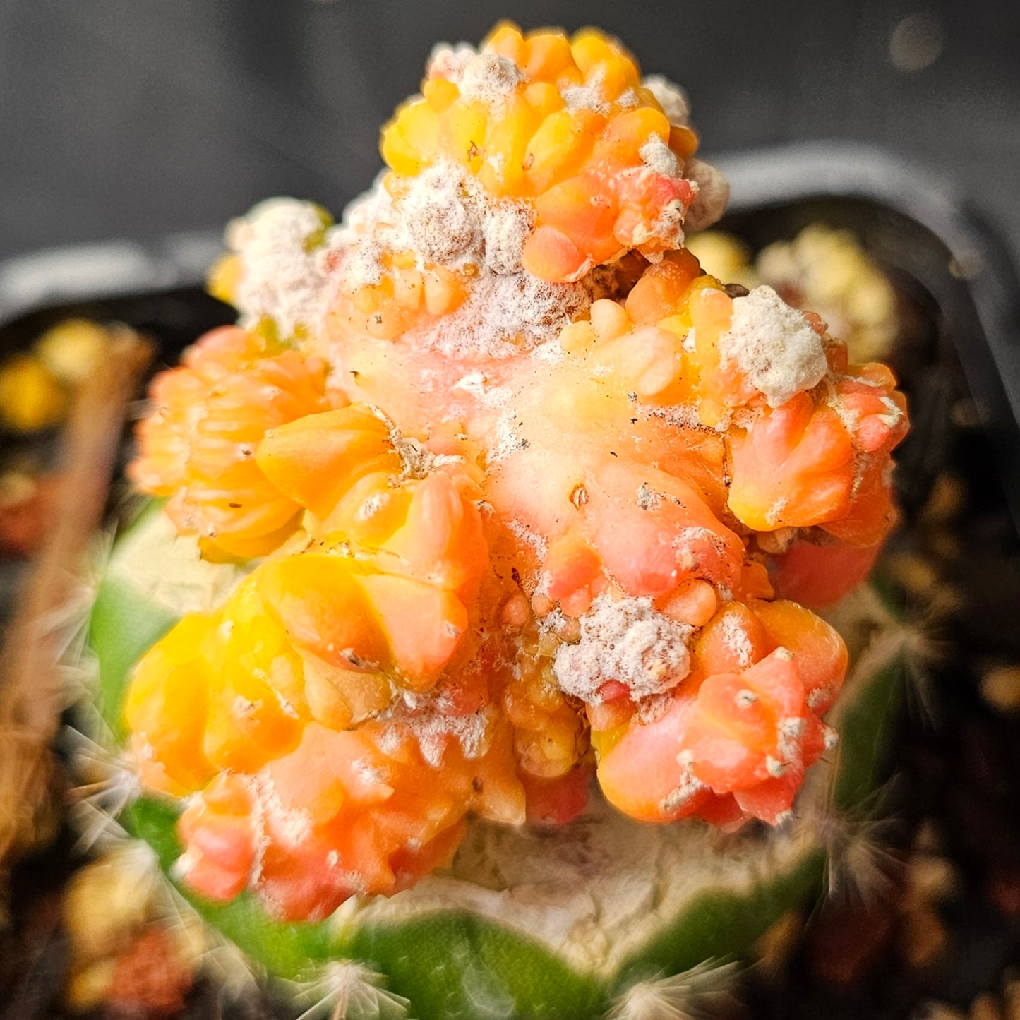 Astrophytum cv. Kikko Yoroi Fukuryu (Isolated Growth)