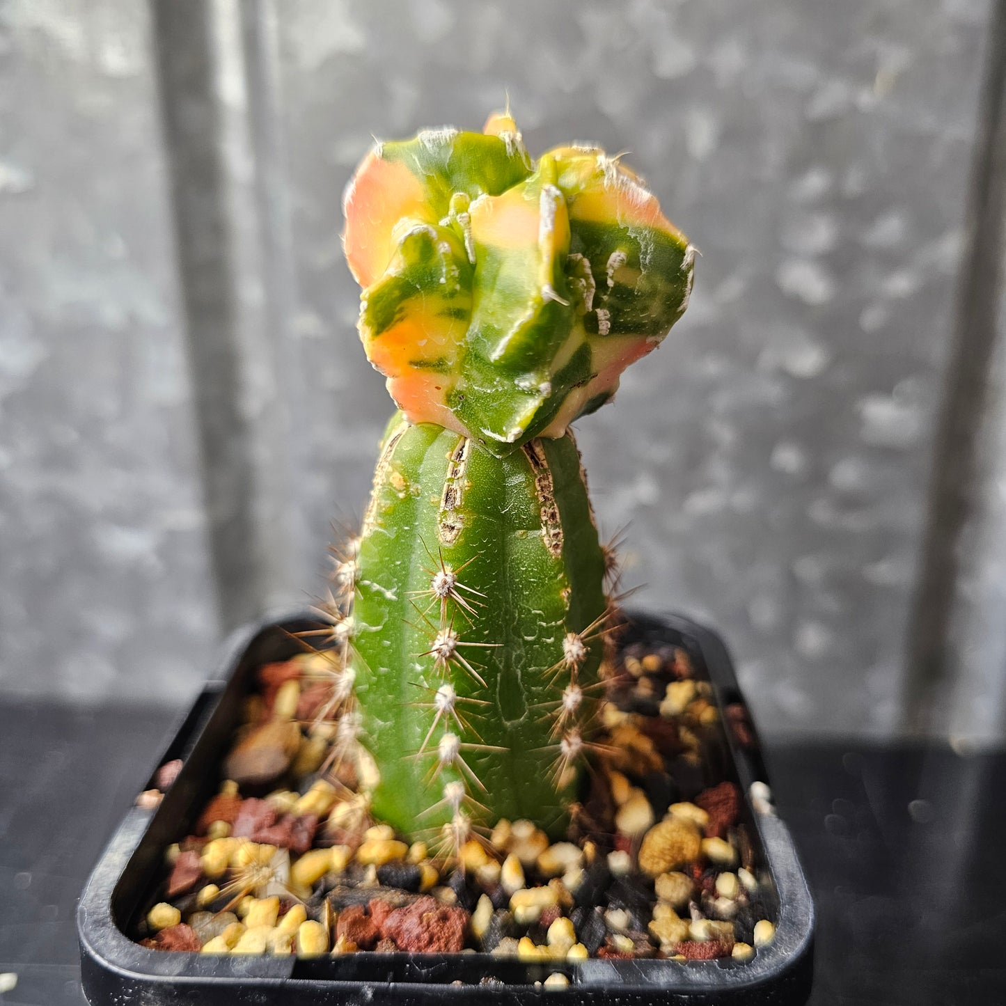Astrophytum cv. Hekiran Nishiki (Japan)