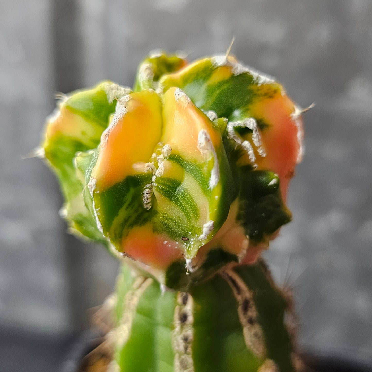 Astrophytum cv. Hekiran Nishiki (Japan)
