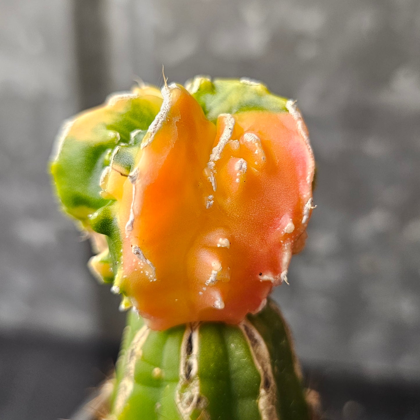 Astrophytum cv. Hekiran Nishiki (Japan)