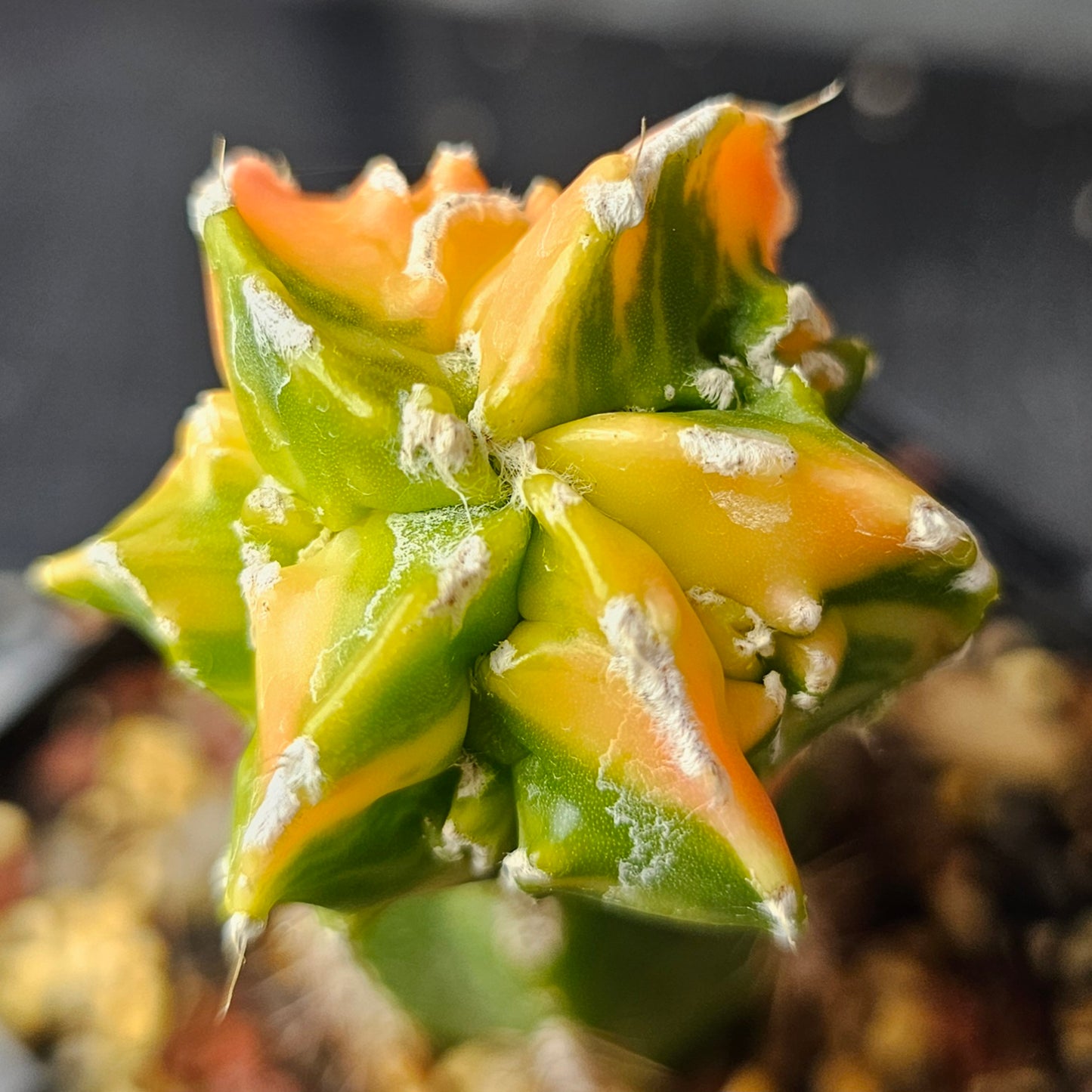 Astrophytum cv. Hekiran Nishiki (Japan)