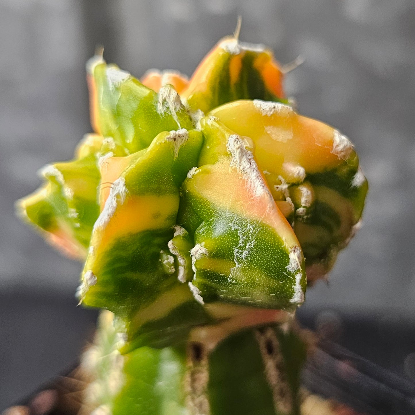 Astrophytum cv. Hekiran Nishiki (Japan)