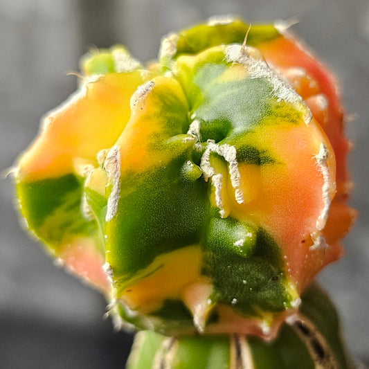 Astrophytum cv. Hekiran Nishiki cactus, Japanese seed grown with premium variegation, Fukuryu traits and mild flocking