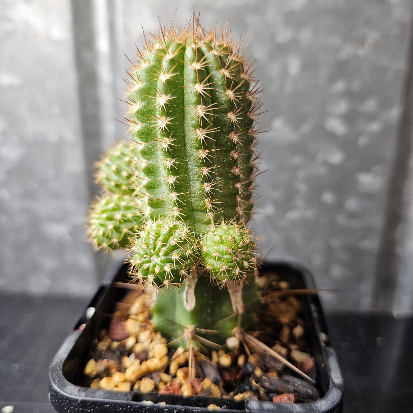 Chamaecereus cv. Neon Lights