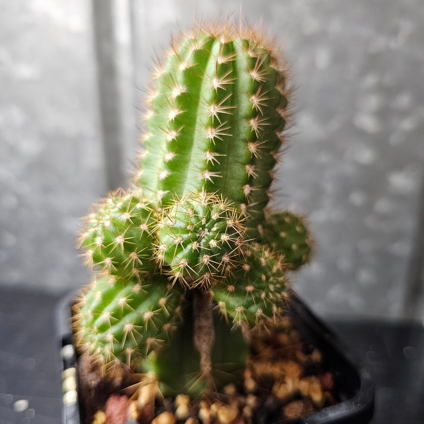 Chamaecereus cv. Neon Lights