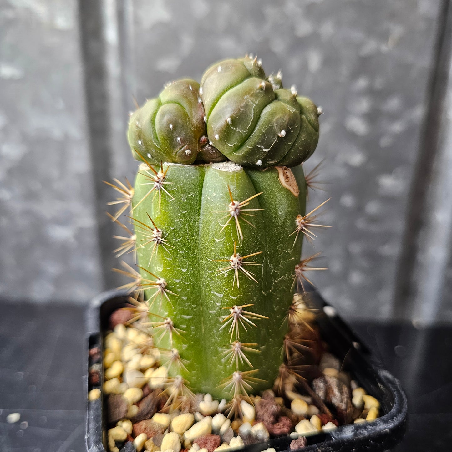 Astrophytum asterias (complex hybrid)