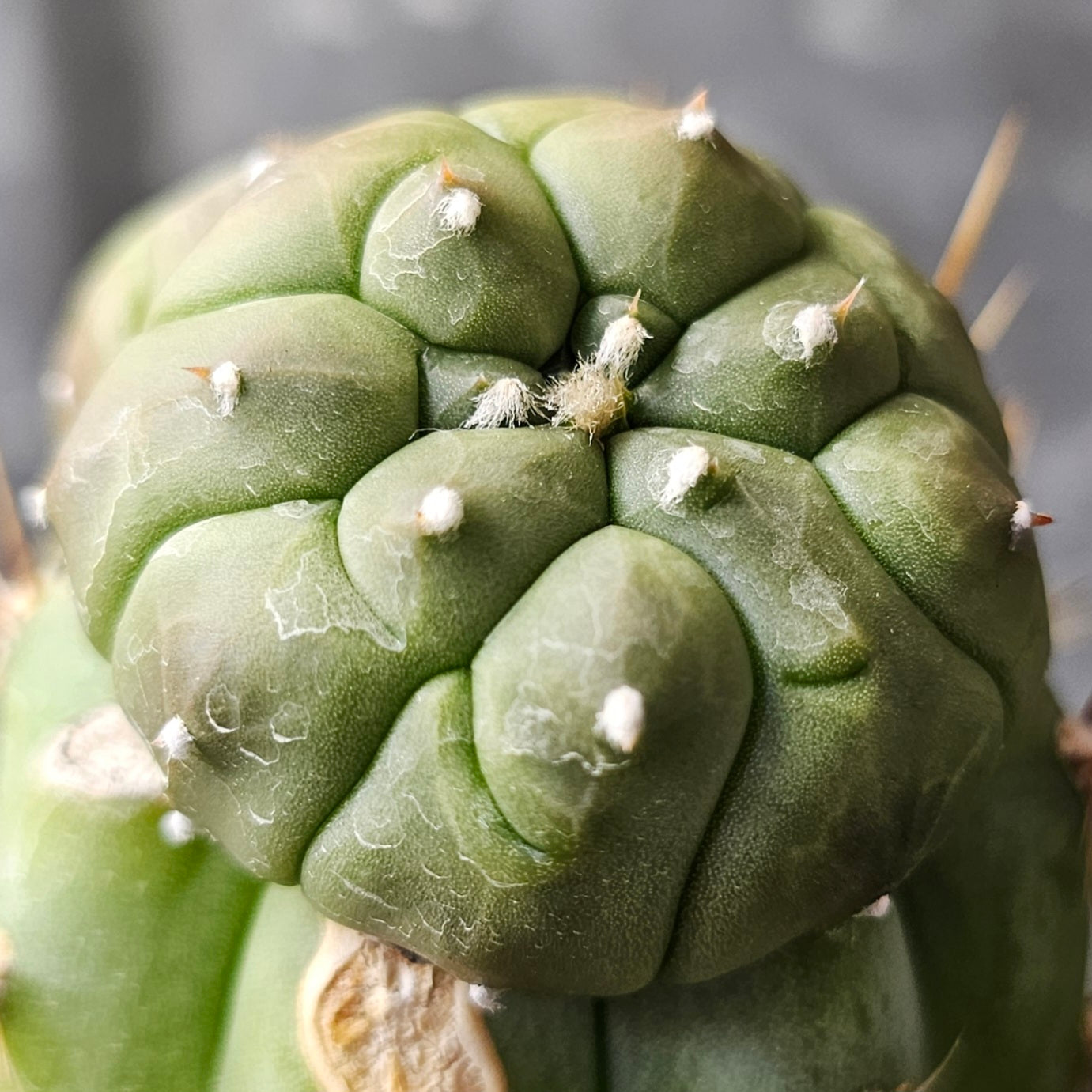 Astrophytum asterias complex hybrid cactus with double head, dark green notched body and horn-like growths