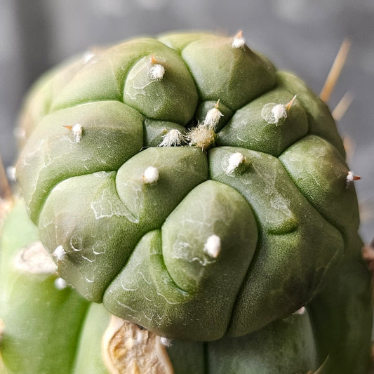 Astrophytum asterias complex hybrid cactus with double head, dark green notched body and horn-like growths
