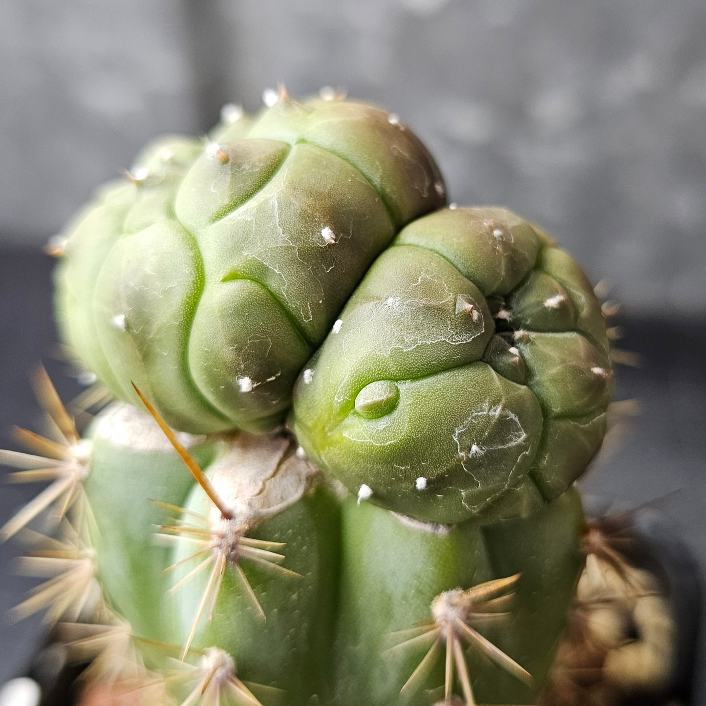 Astrophytum asterias (complex hybrid)