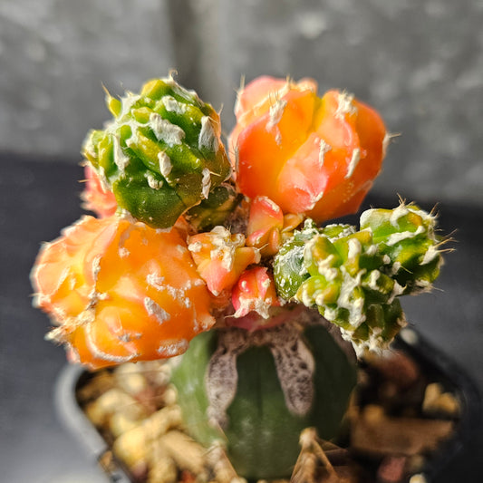 Astrophytum cv. Hekiran Nishiki cactus with multiple orange and green heads and unusual freaky growth