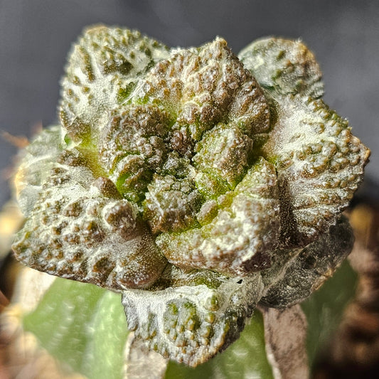 Ariocarpus (Lloydii × Godzilla) × Godzilla cactus with wide textured tubercles and deep green body