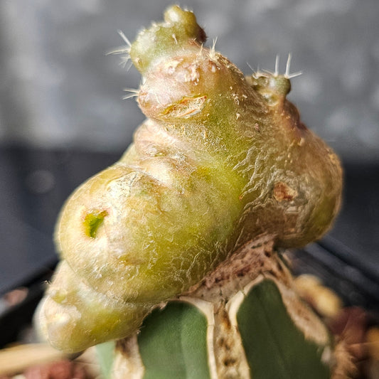 Echinopsis cv. Frank mutant cactus, Spine City original with sculptural, unpredictable growth and unique freaky form