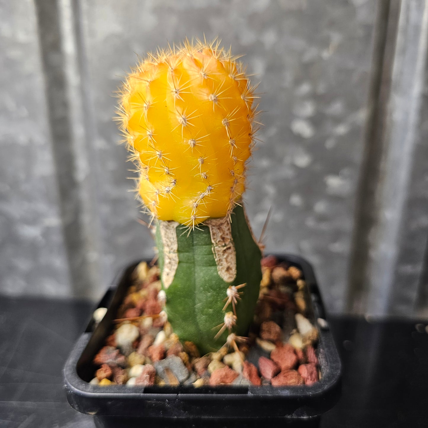 Lobivia zecheri hybrid