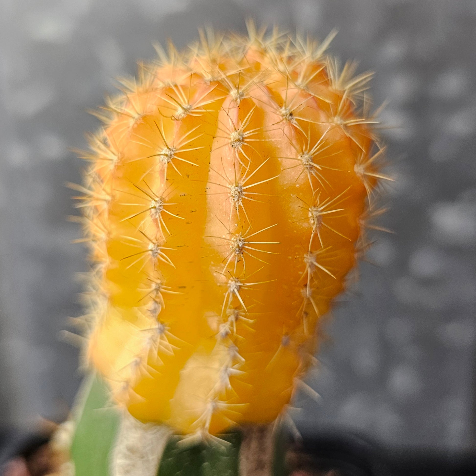 Lobivia zecheri hybrid cactus with golden-orange variegation, compact body and short spines, plant not yet flowered